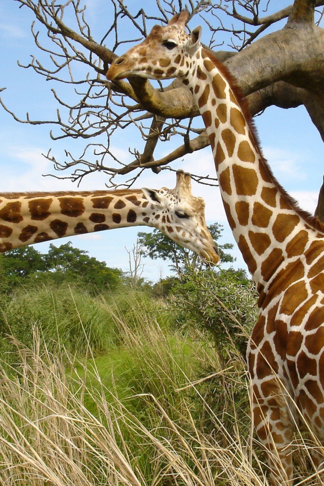 Жирафы у баобаба