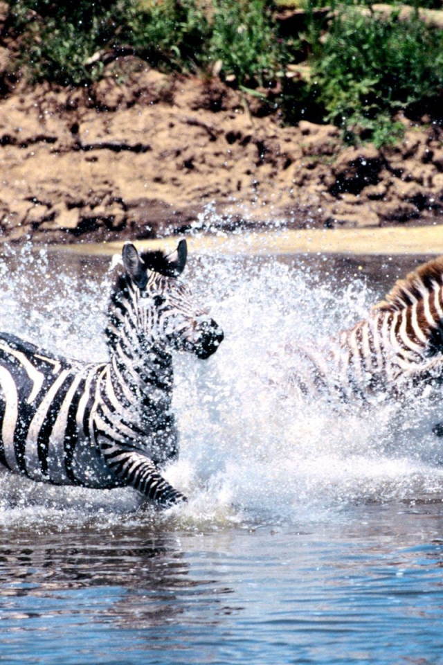 Зебры переходят через реку