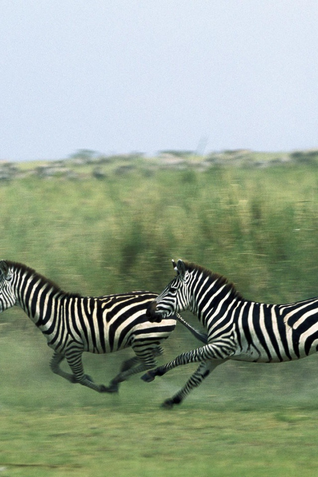 Зебры бегут