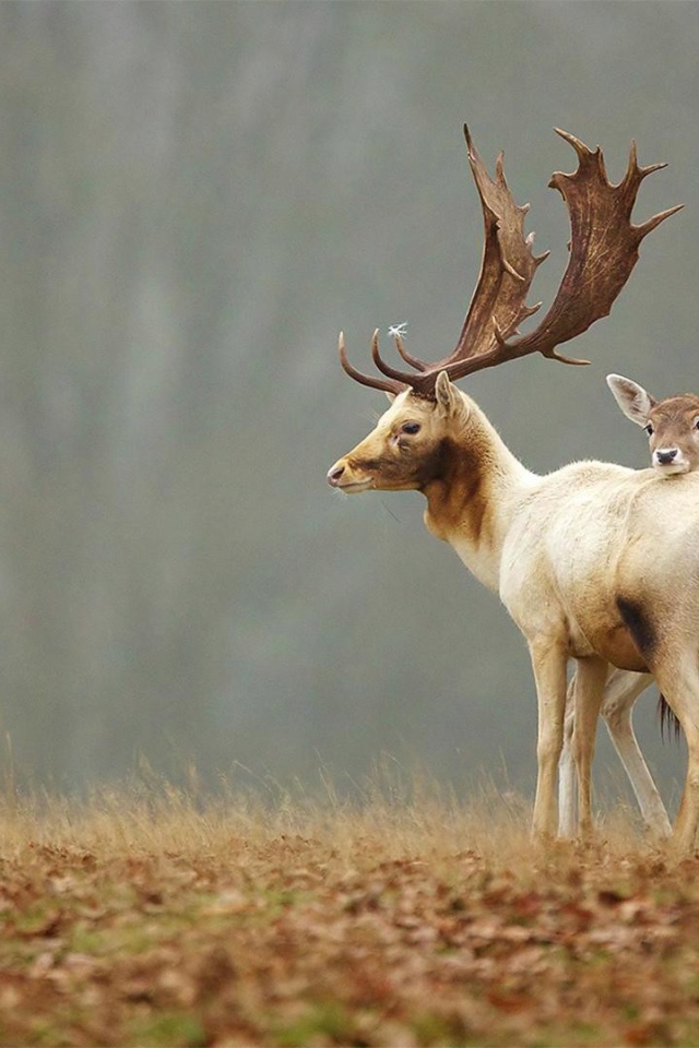 Пара оленей
