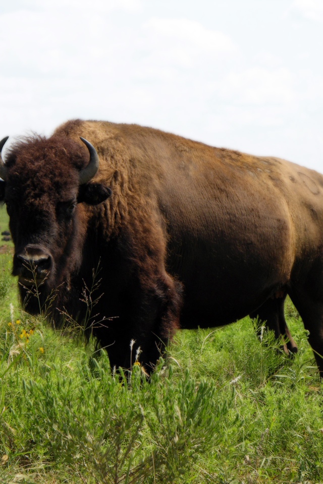 Бизон на природе