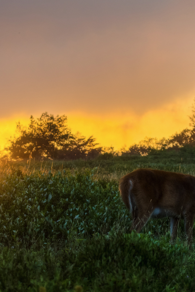 Олень на закате