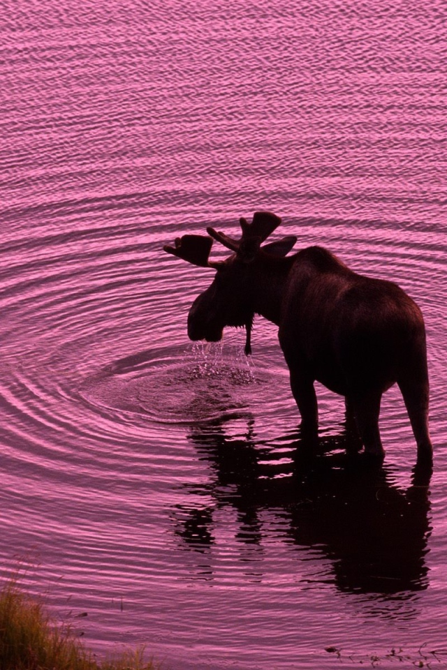 Лось пьет воду