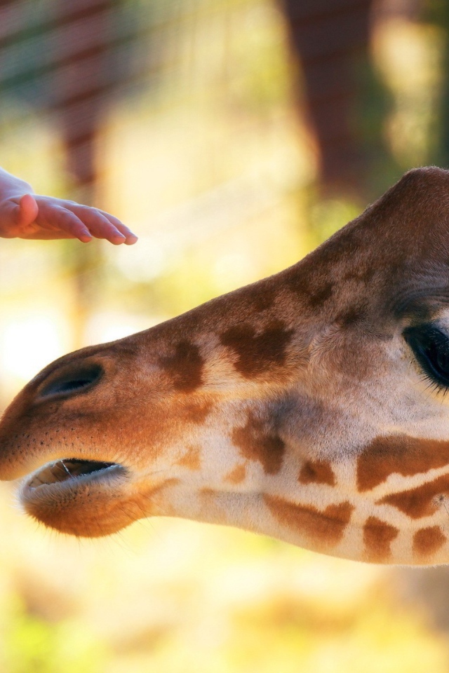 	   Giraffe's head and the hand of the child