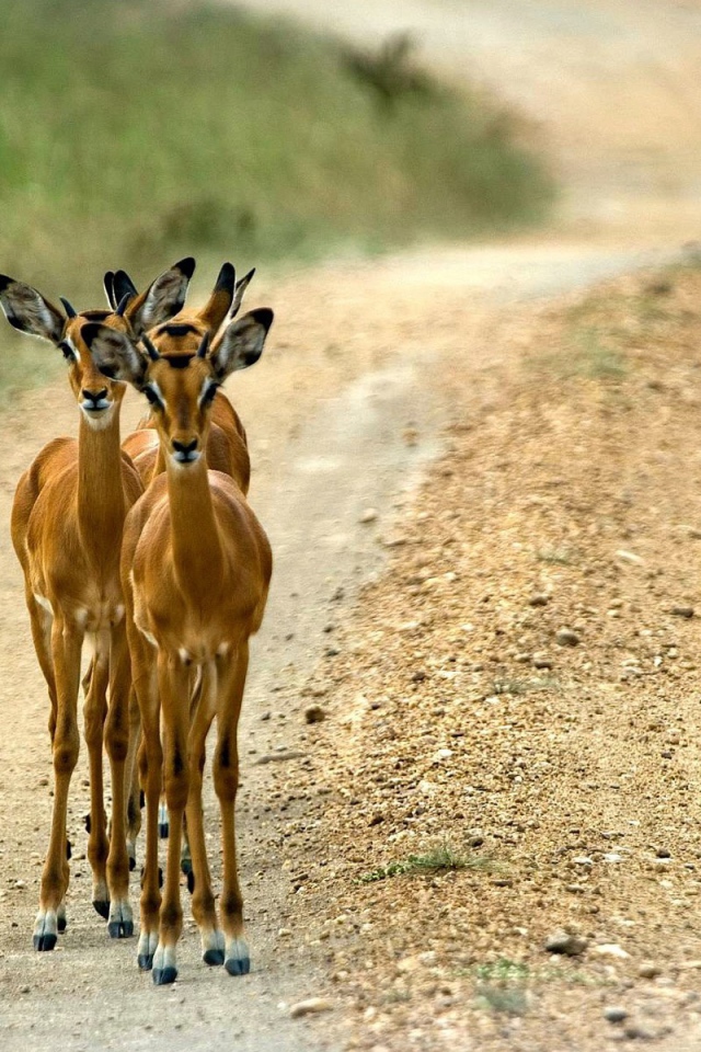 Косули на дороге