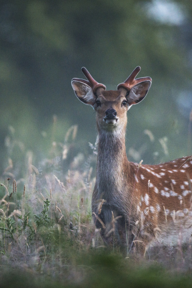 Пятнистый олень в траве