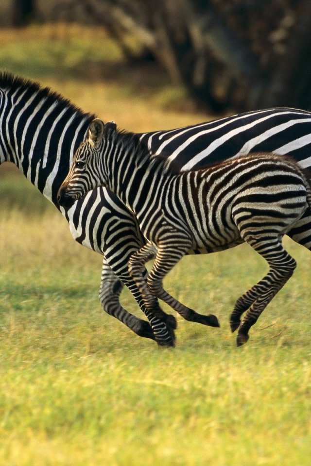 Зебра с детёнышем