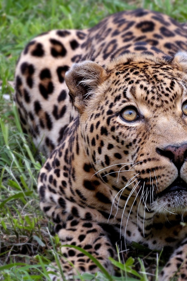 Африканский леопард