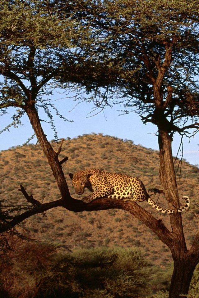 Африканский леопард на дереве
