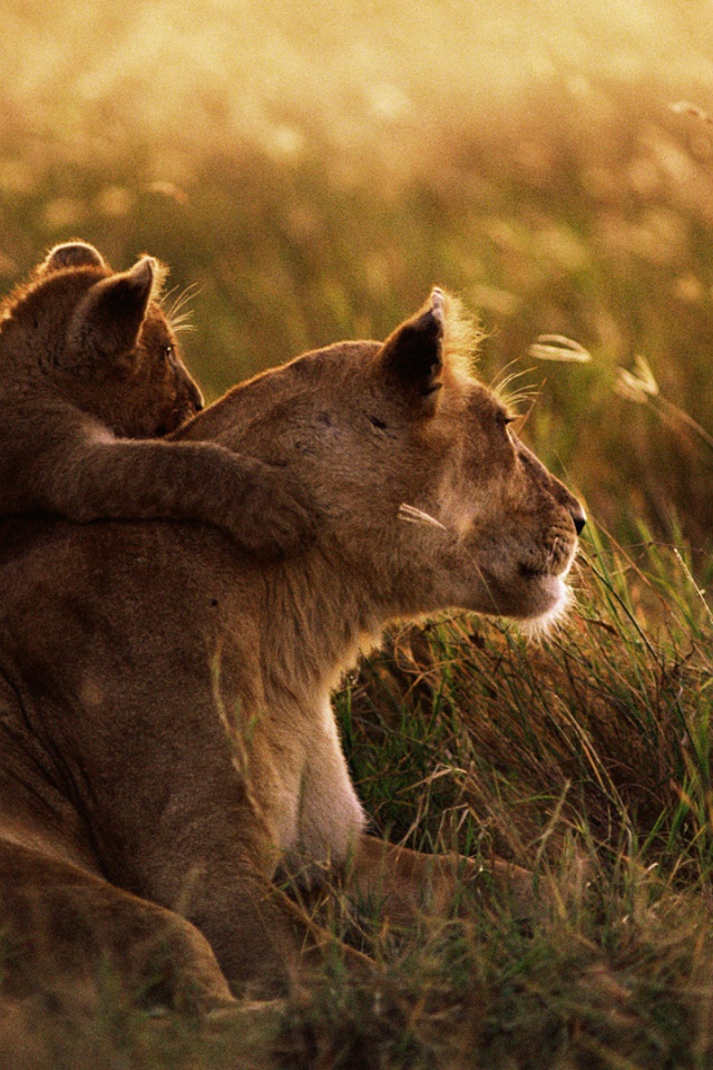 Африканский лев