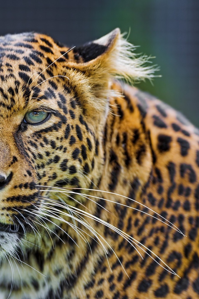 Восхитительный леопард