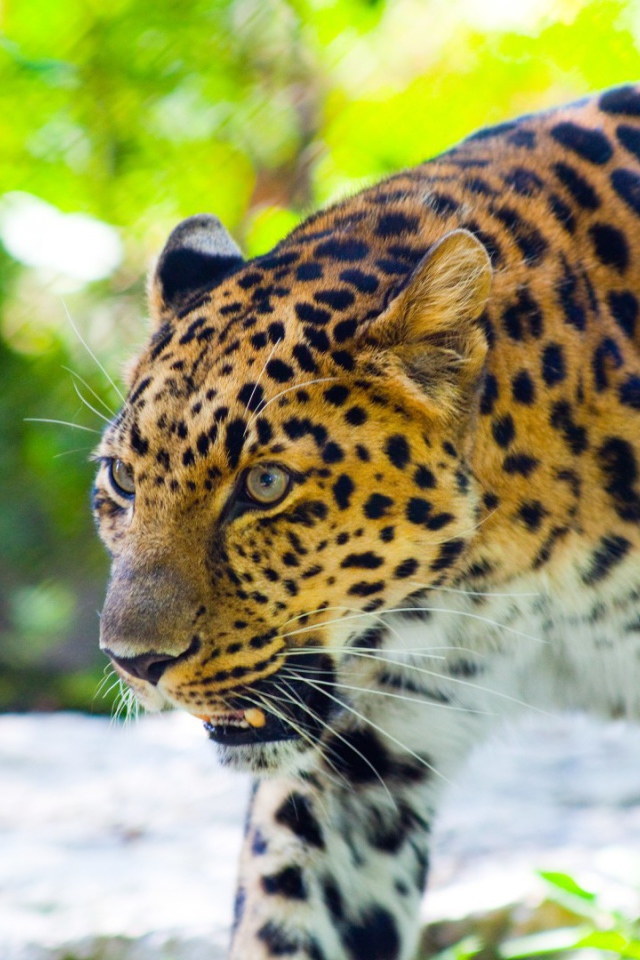 Злой леопард