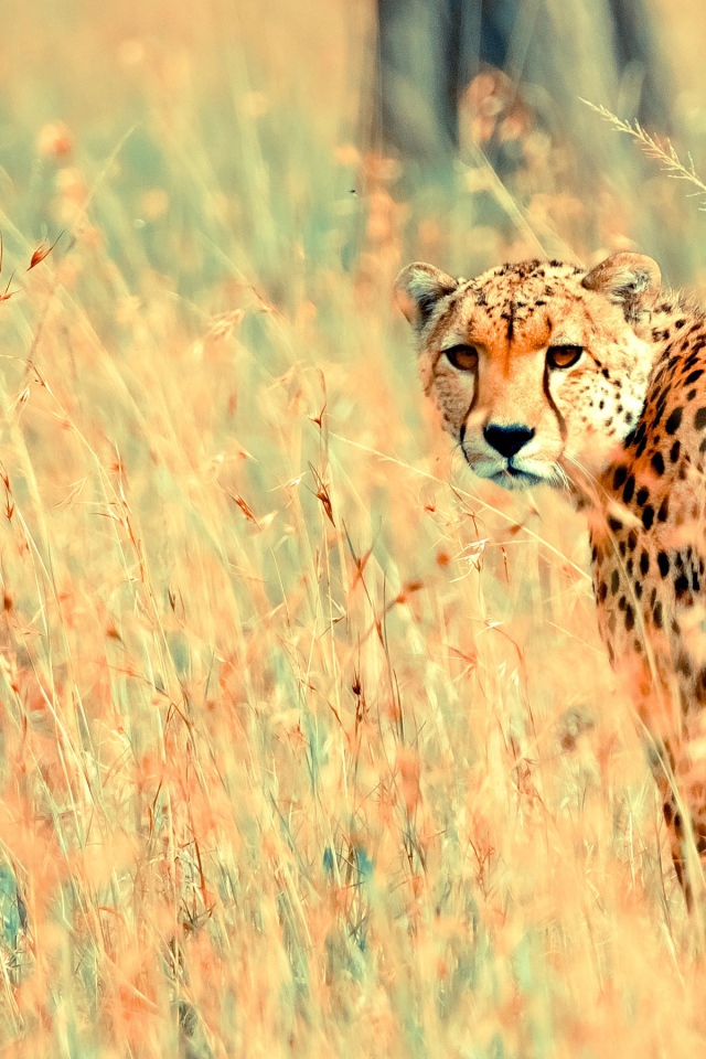 Прекрасный геппард