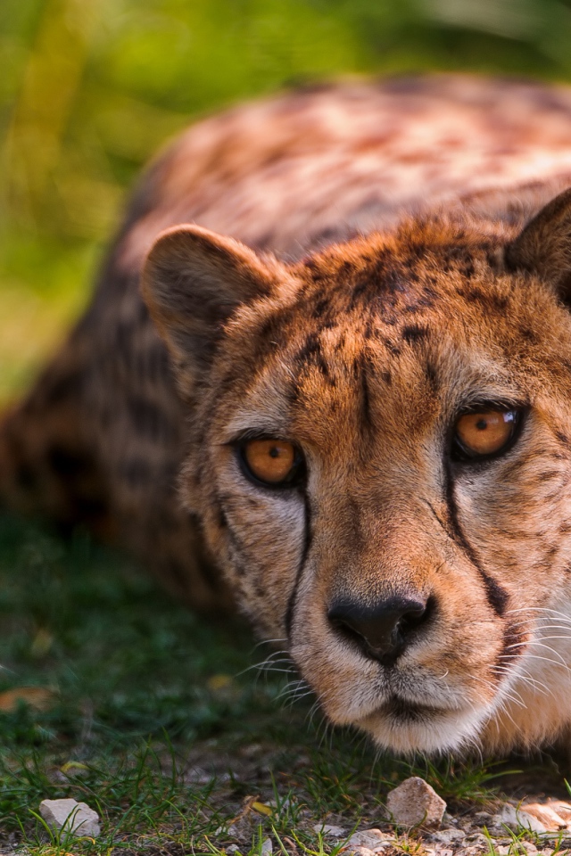 Лежащий геппард