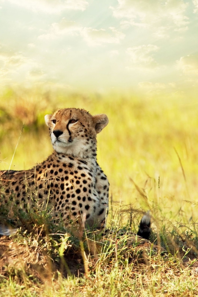 Гепард в африканской саванне