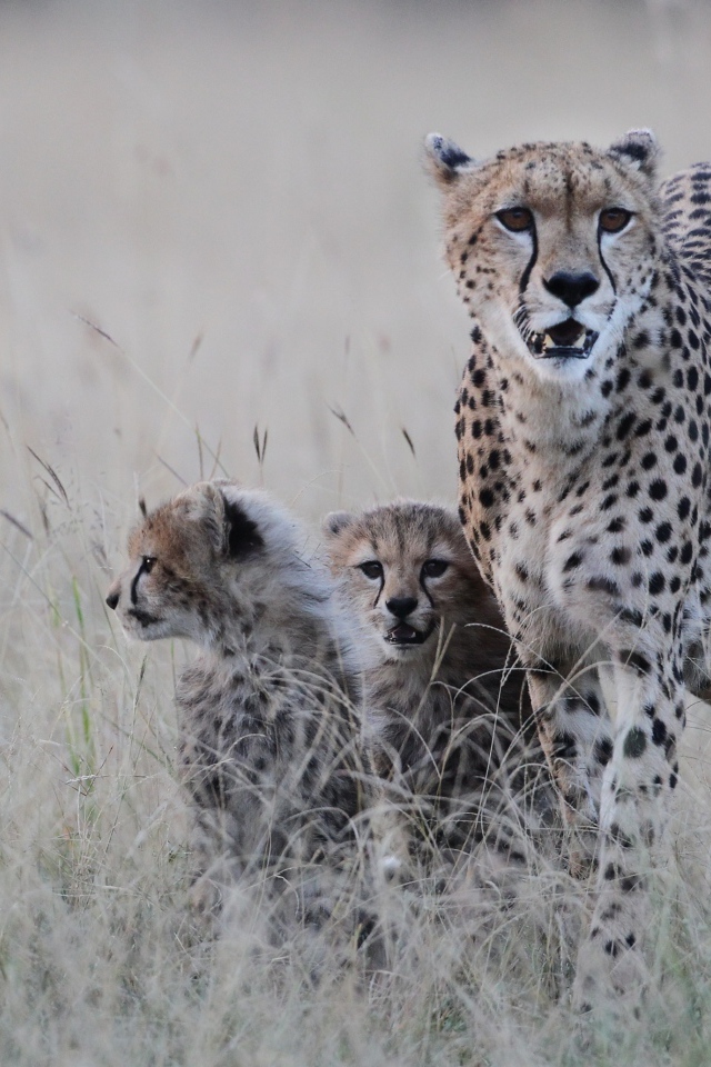 Гепард с котятами