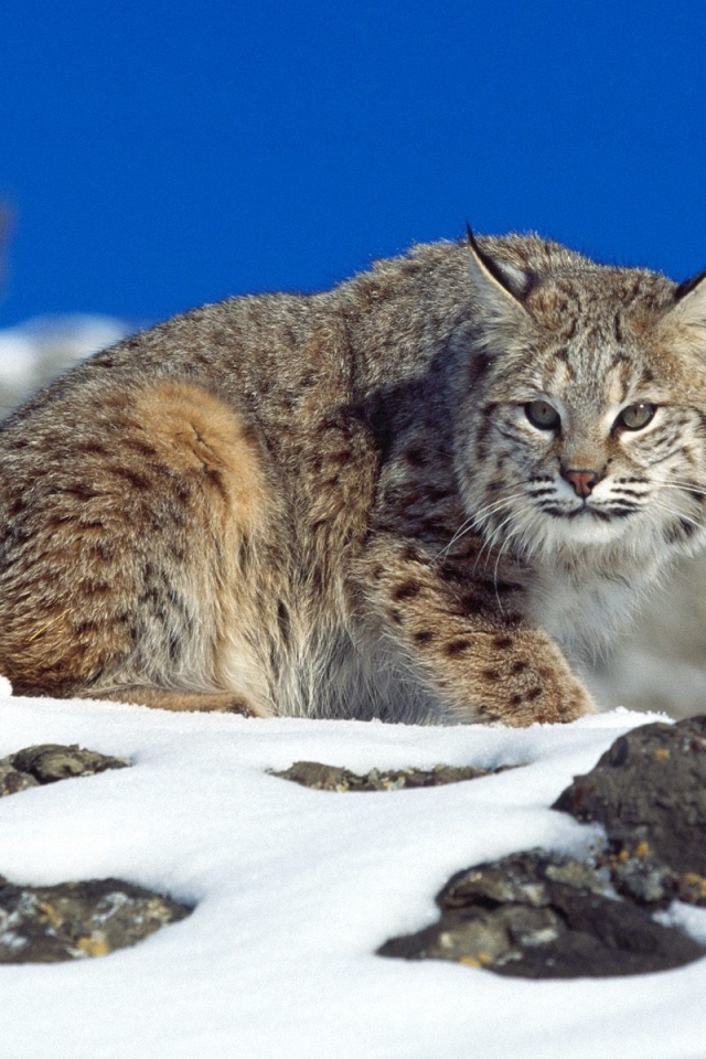 Рысь на снегу