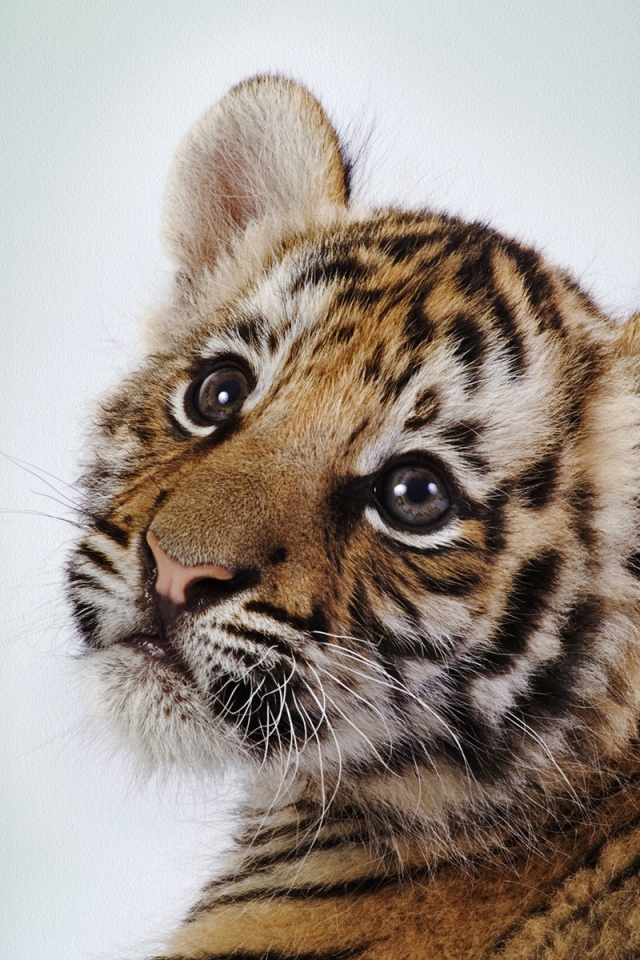 Милый тигренок