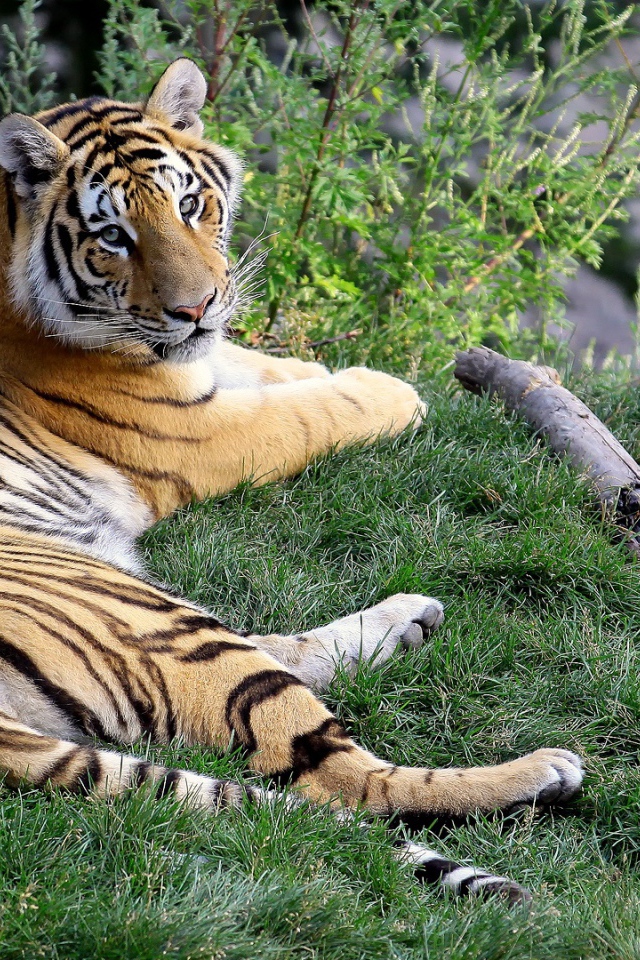 Отдыхающая тигрица