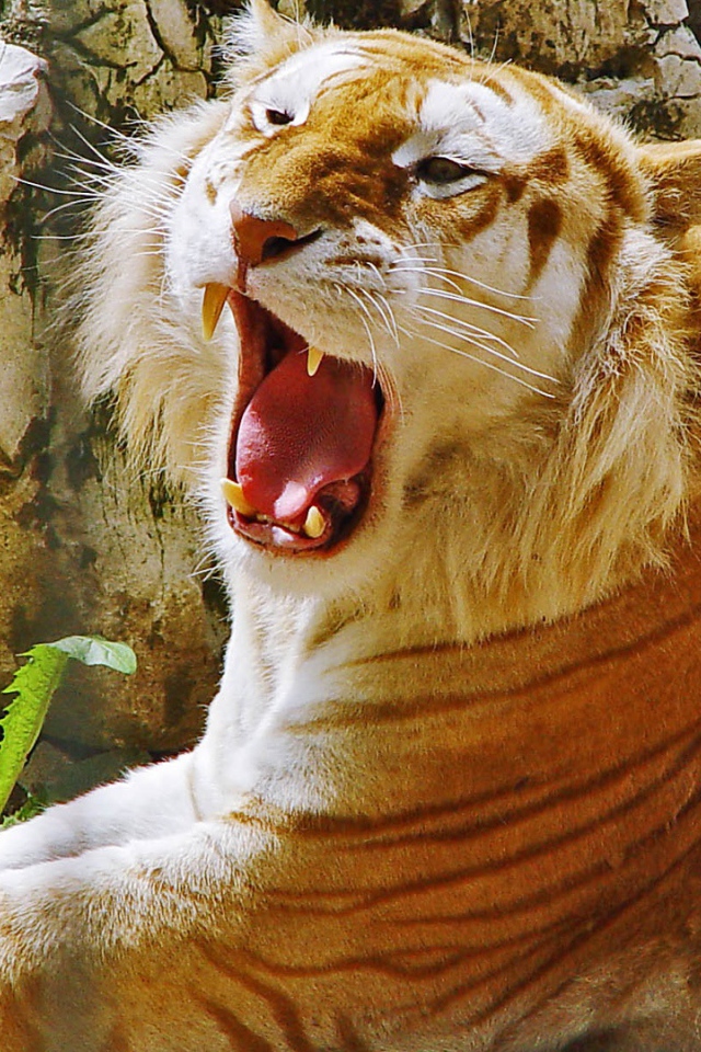 Золотой тигр