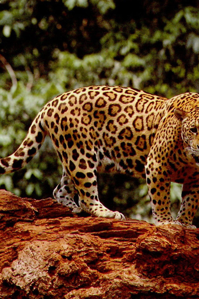 Великолепный ягуар