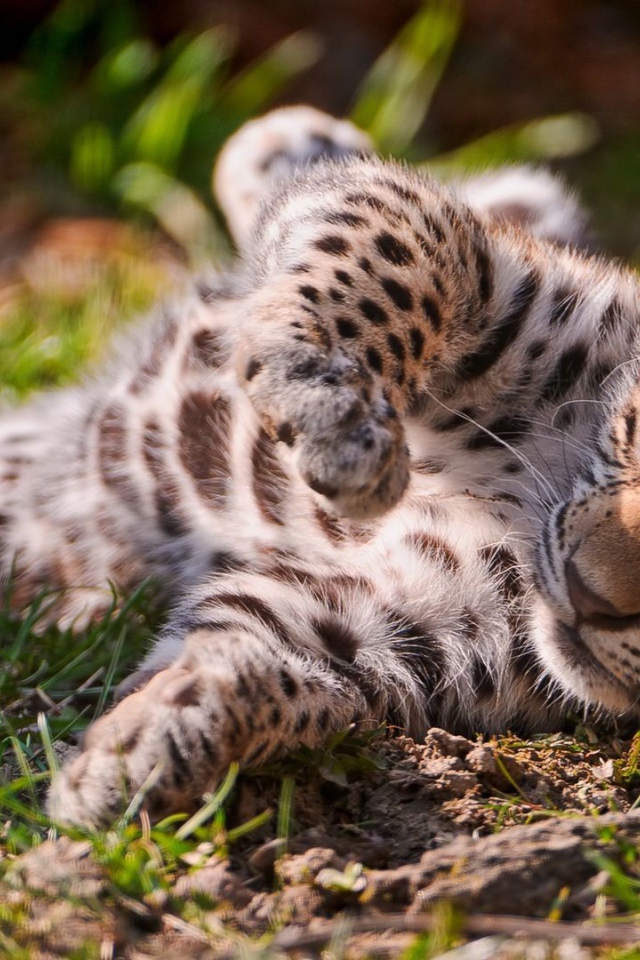 Детеныш ягуара