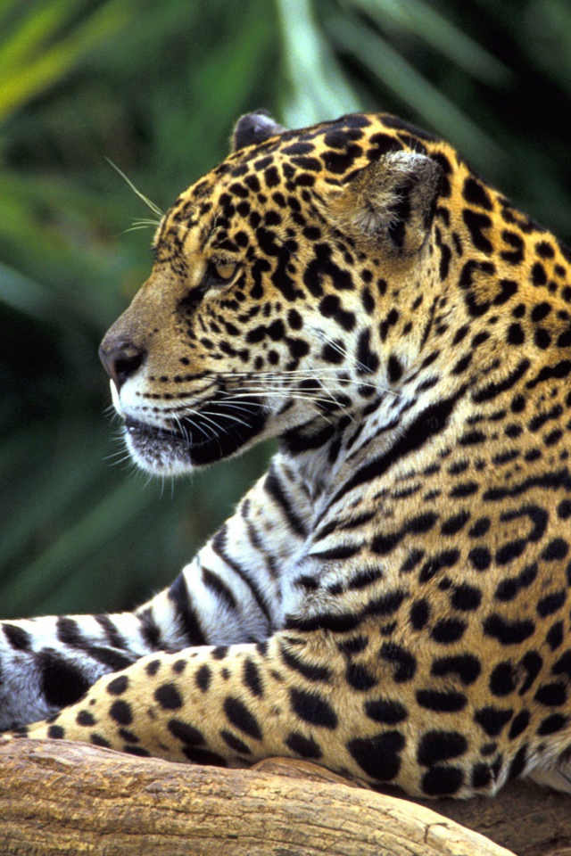 Ягуар в джунглях Амазонки