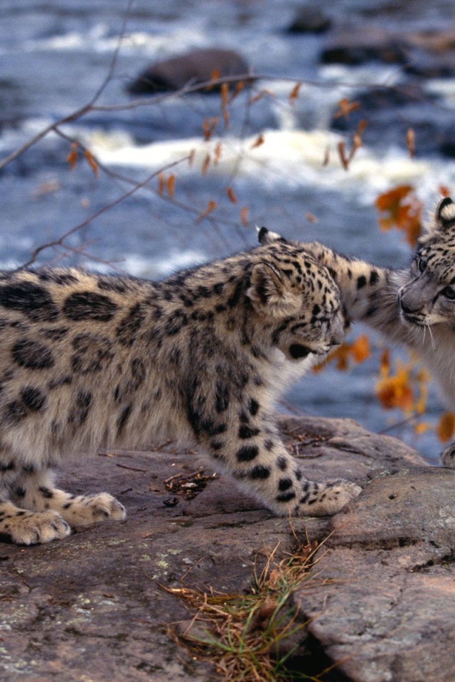 Котята барса играют