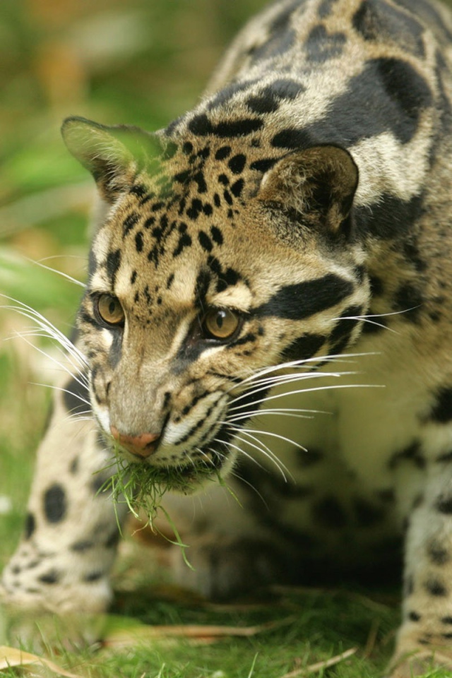Леопард с травой в зубах