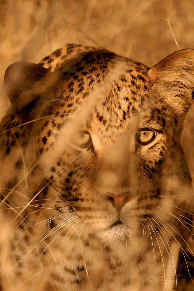 Леопард в засаде