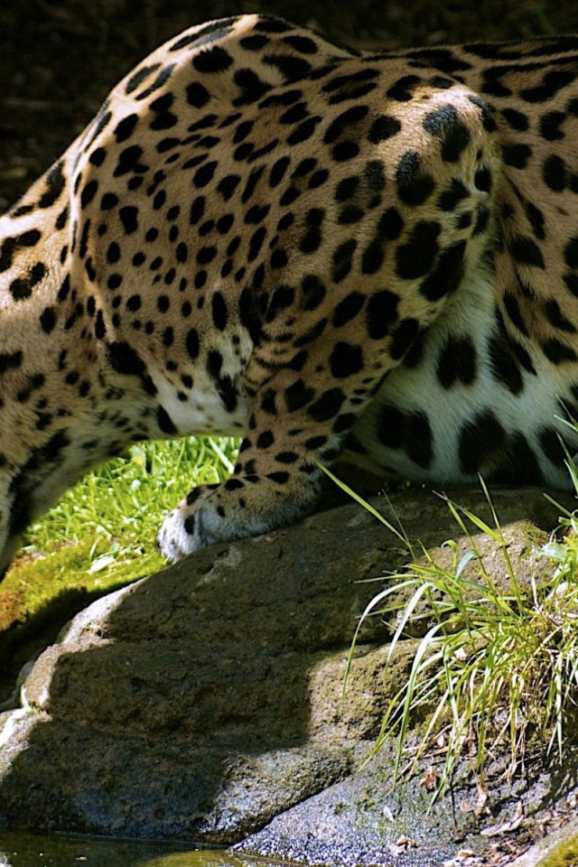 Леопард пьет воду с камня