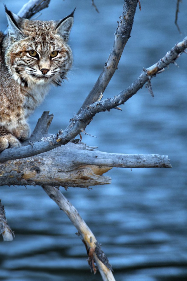 Леопард на сухой  ветке