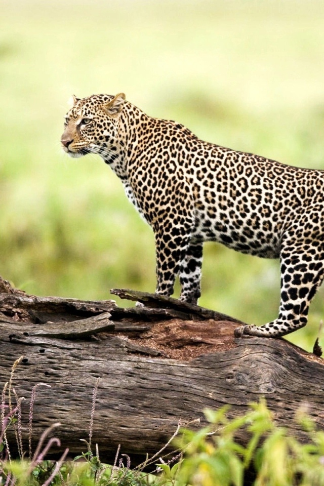 Леопард на природе