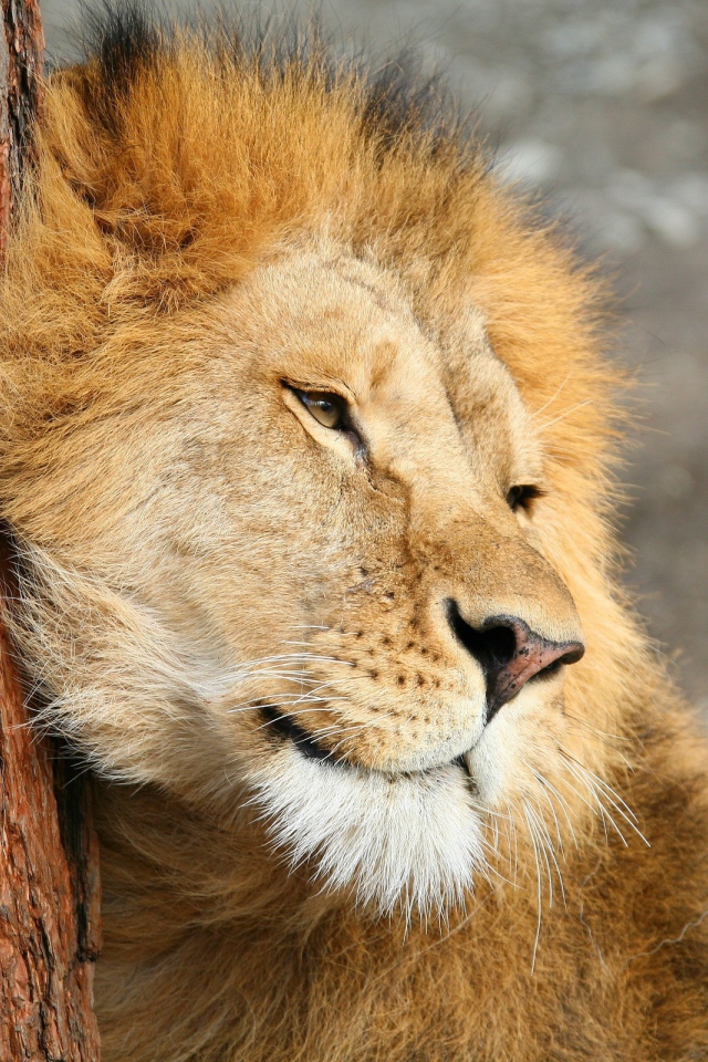 Лев трется о дерево