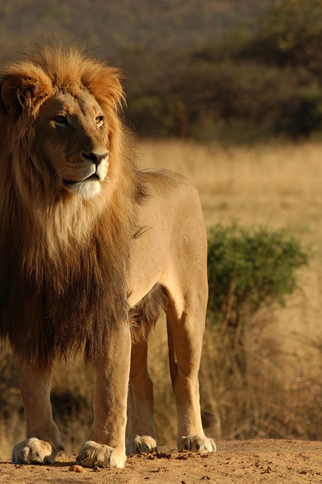 Лев царь зверей