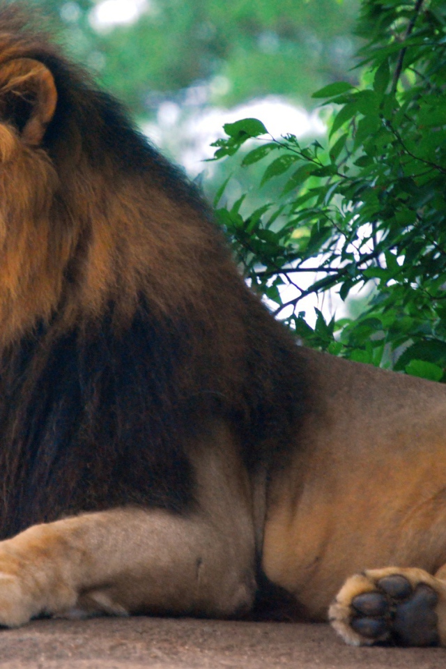 Царь зоопарка - Лев
