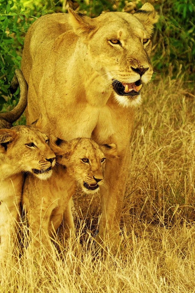 Львица со своими детьми