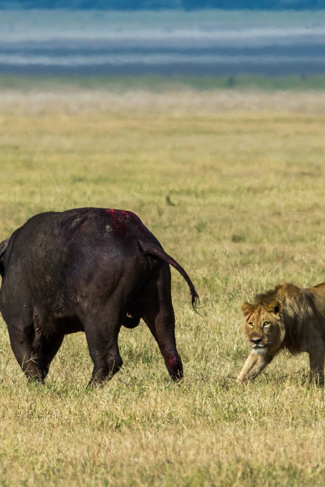 Львы на охоте