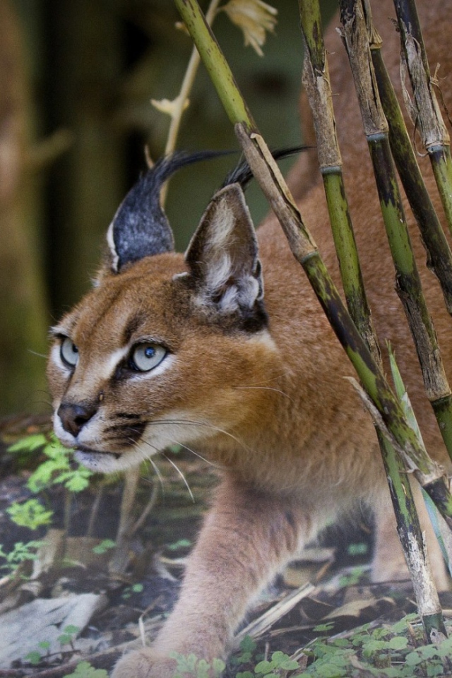 Рысь на охоте