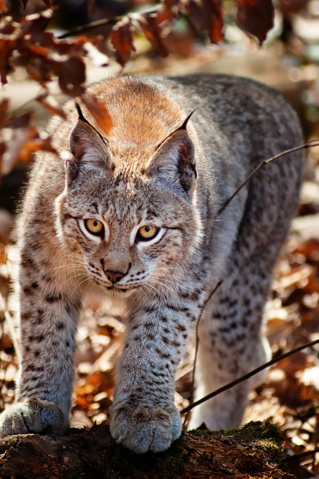 Рысь в осеннем лесу