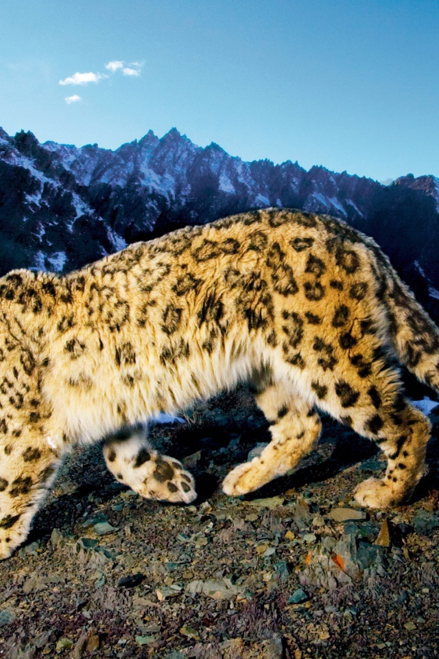 Снежный леопард