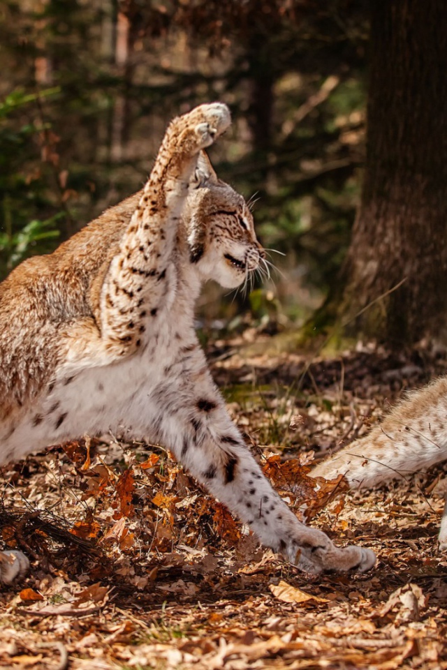 Схватка рысей в лесу
