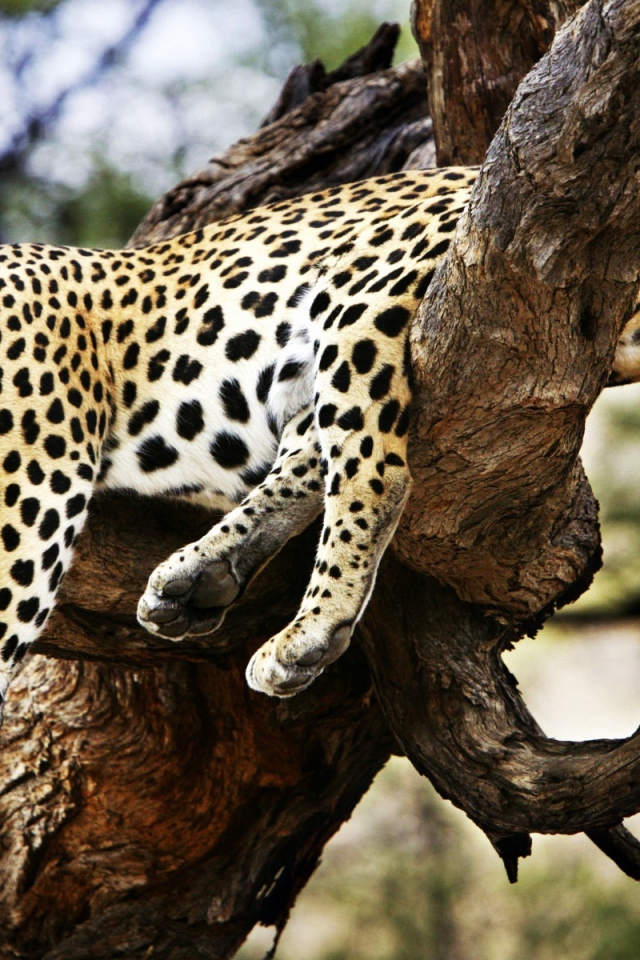 Спящий гепард 