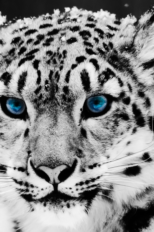 Snow blue eye leopard