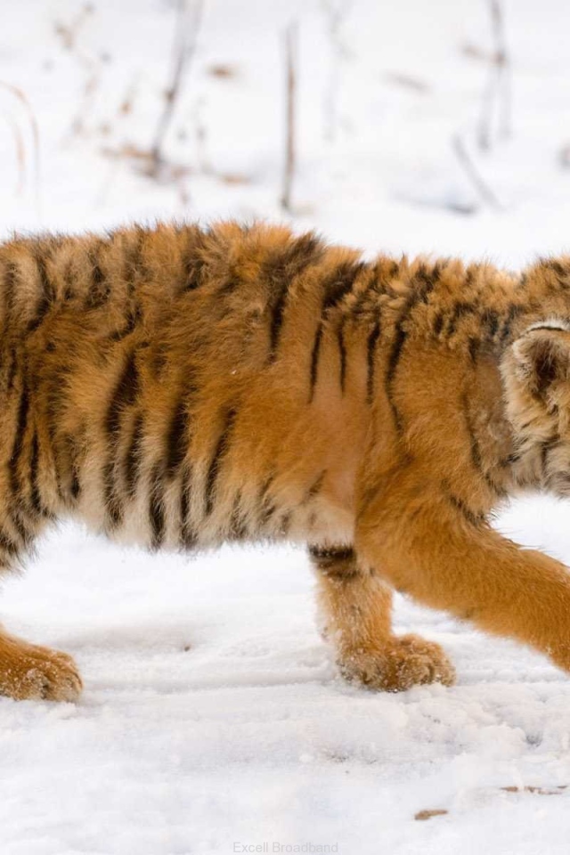 Тигренок на снегу