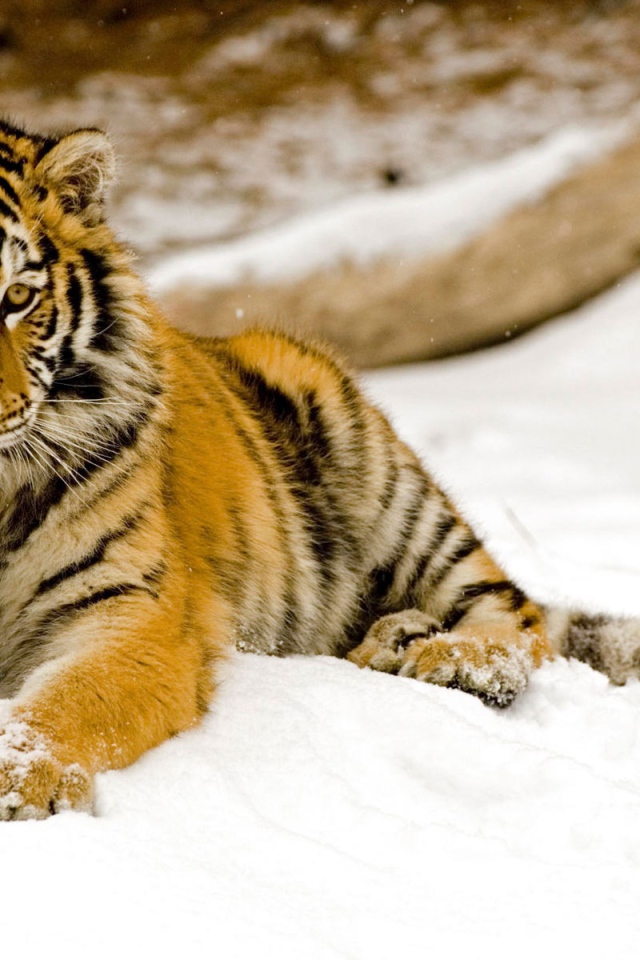 Тигр на снегу