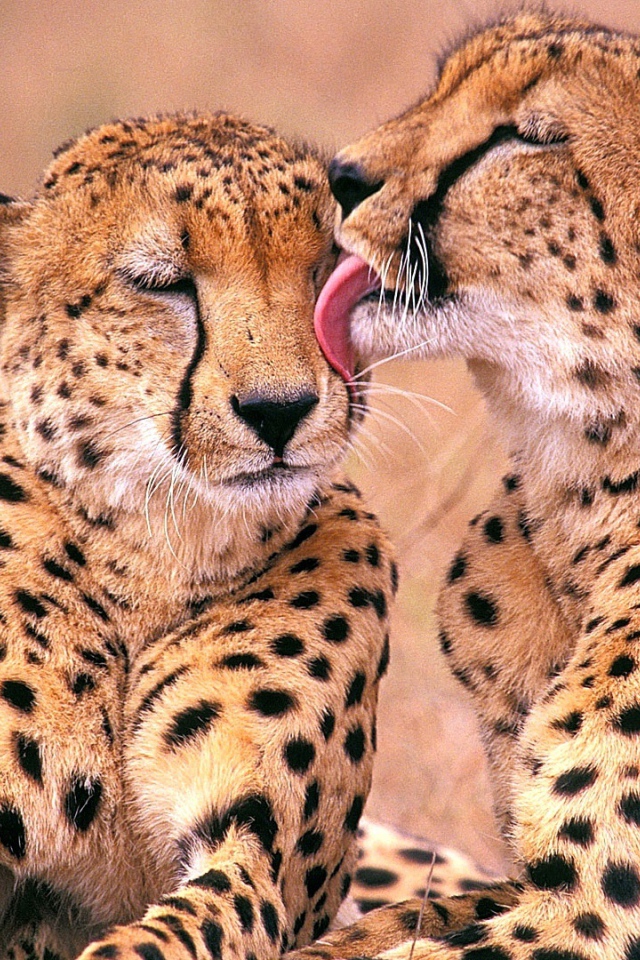 Южно-Африканские гепарды