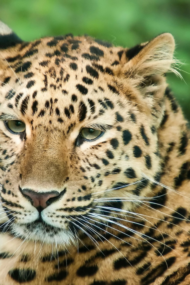 Спокойный взгляд леопарда