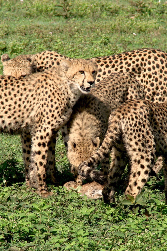 Семья гепардов