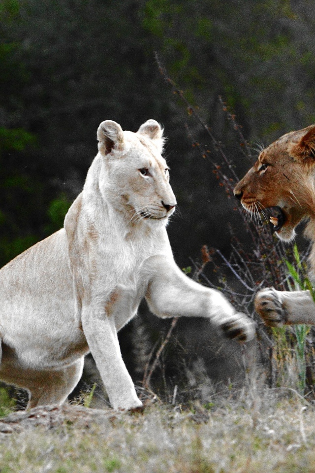 Лев альбинос